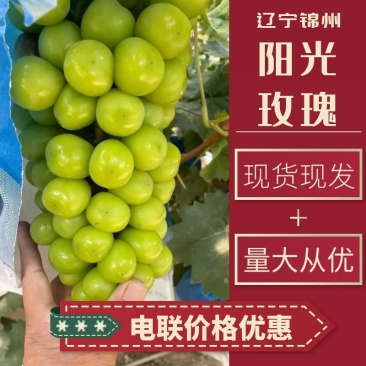 辽宁阳光玫瑰葡萄，产地直发颗粒饱满，价格公道电联可谈合作