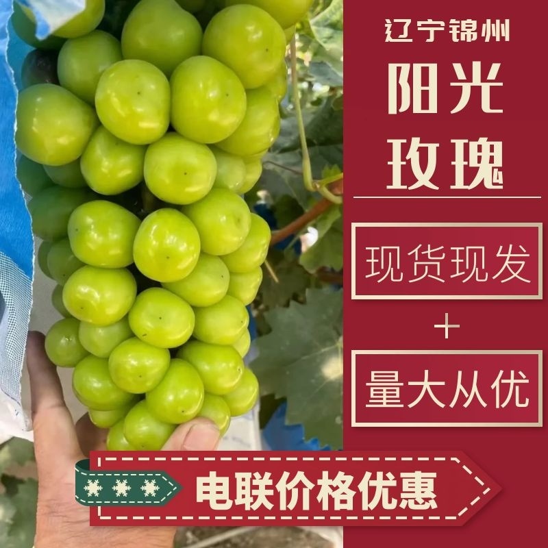 辽宁阳光玫瑰葡萄，产地直发颗粒饱满，价格公道电联可谈合作