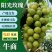 辽宁锦州阳光玫瑰葡萄，现摘现发，颗粒大果甜，欢迎电联采购
