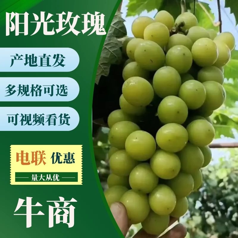 辽宁锦州阳光玫瑰葡萄，现摘现发，颗粒大果甜，欢迎电联采购