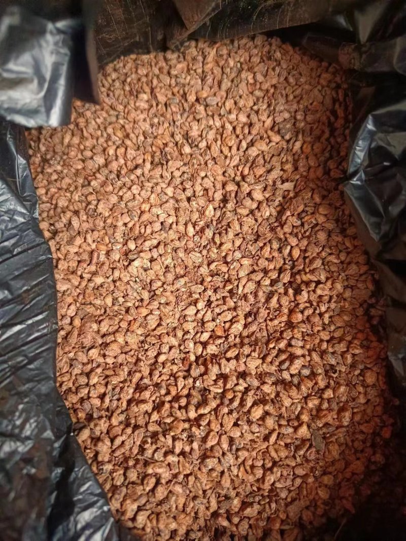 葡萄籽，精品，大量供应，支持视频看货