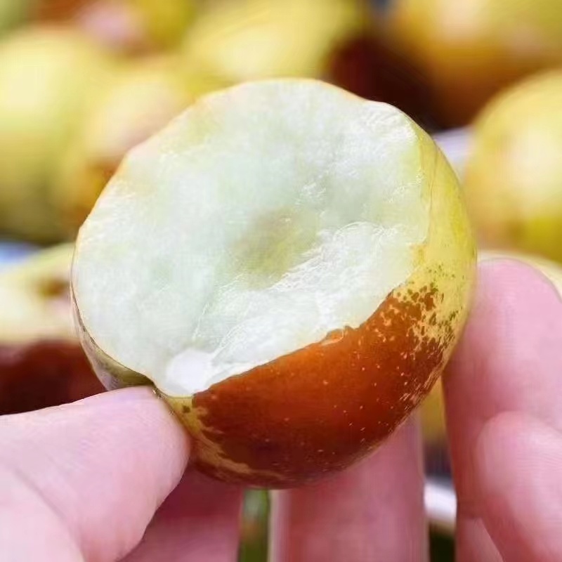 【精品冬枣】产地直供新鲜婆枣，欢迎电话咨询