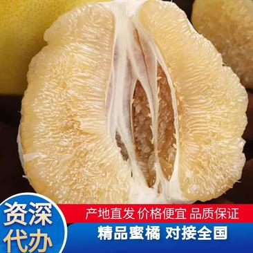 柚子精品白柚大量上市中价格优对接全国客商欢迎咨询