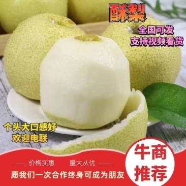 【现采现摘】精品梨产地货源世界梨都可视频看货
