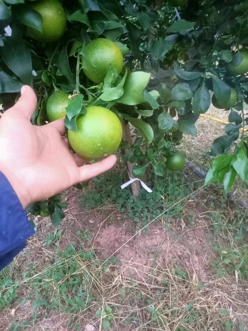 【牛商推荐】渠县爱媛果冻橙，产地货源，对接大型批发商