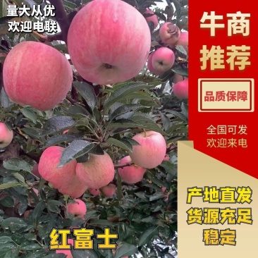 红富士苹果价格真实产地直发一手货源欢迎咨询