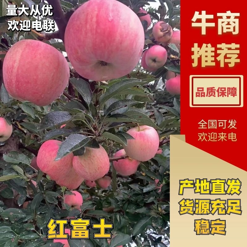 红富士苹果价格真实产地直发一手货源欢迎咨询