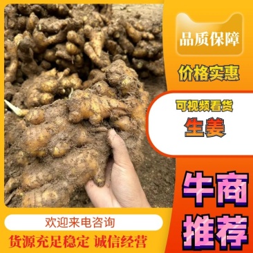 精品生姜大量上市产地直发一手货源欢迎咨询