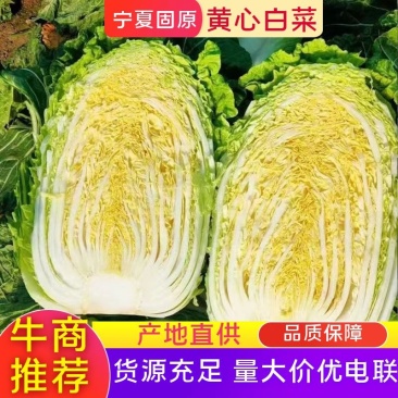 【黄心白菜】大量上市基地直发一手货源品质保障对接加工厂