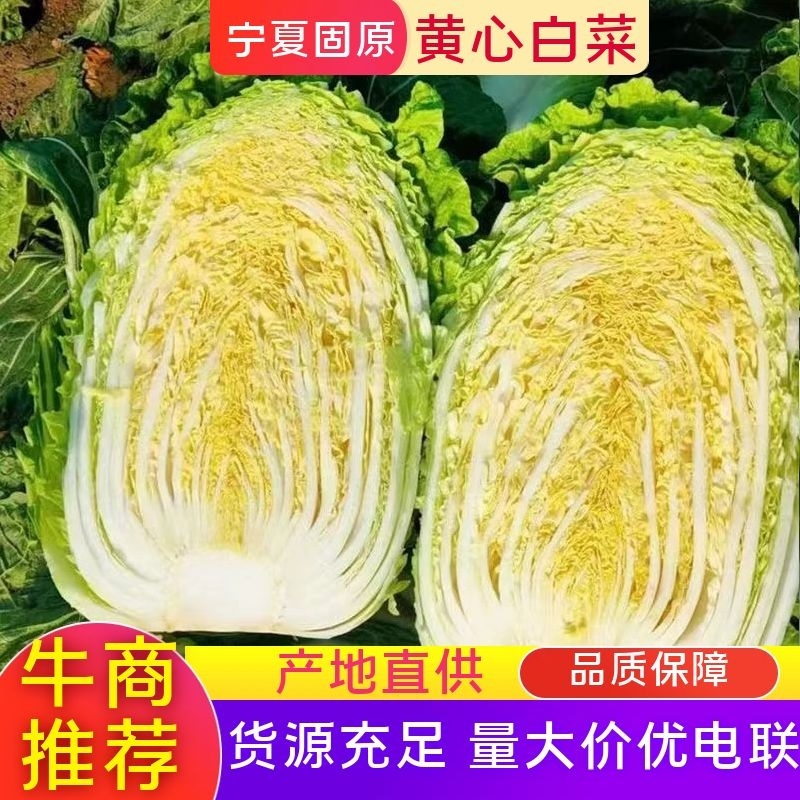 【黄心白菜】大量上市基地直发一手货源品质保障对接加工厂