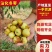 鲜枣山东冬枣对接各大平台社区团购,电商一件代发