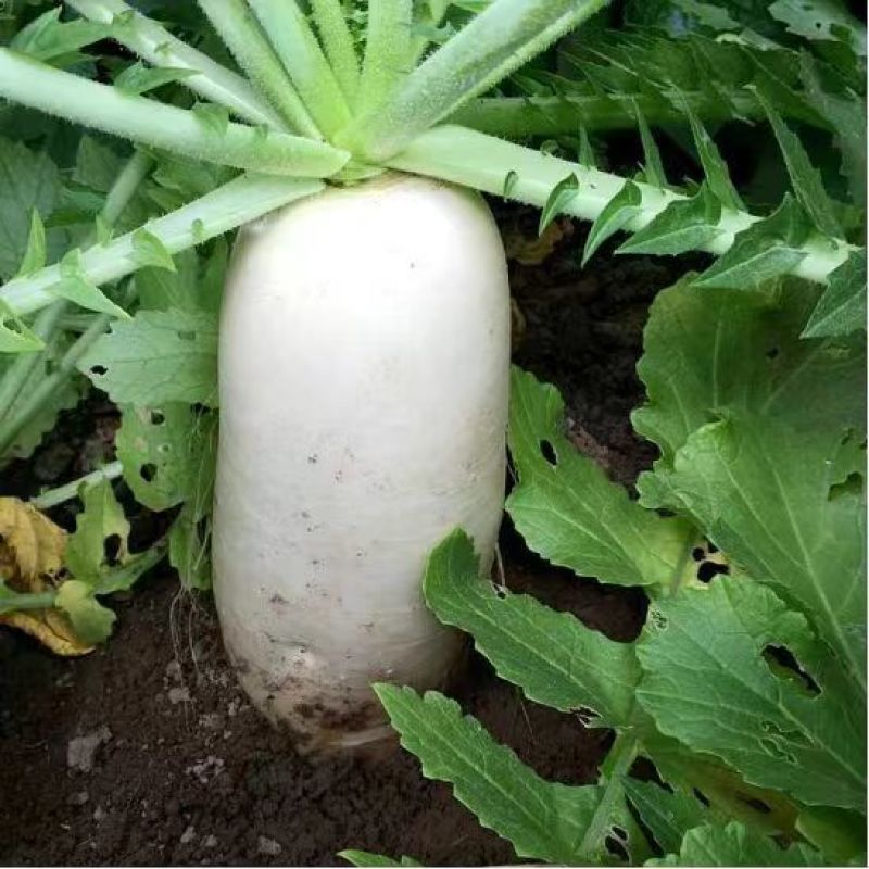【地头价】河南安阳白萝卜质量保障量大从优欢迎洽谈