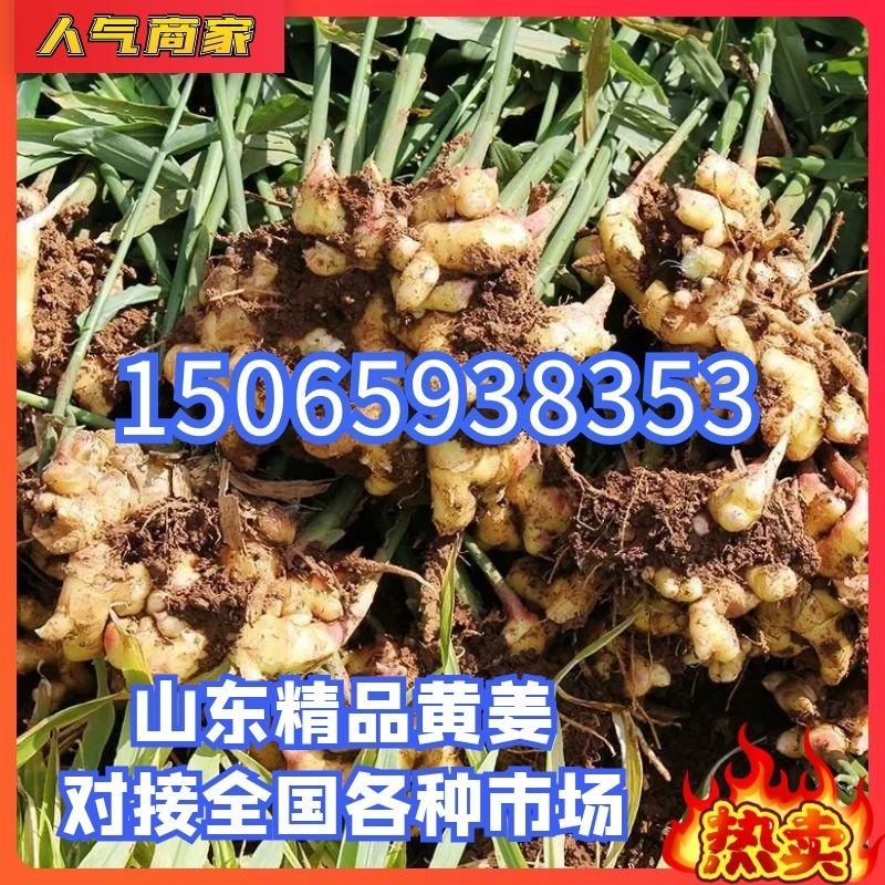 【热卖生姜】小黄姜山东产地直发全国市场货源充足电联订购