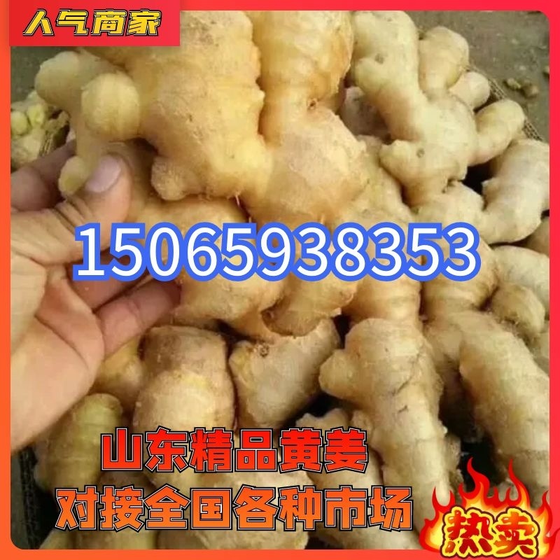 【万亩黄姜】大黄姜山东临沂基地直发保质保量协助找车电联