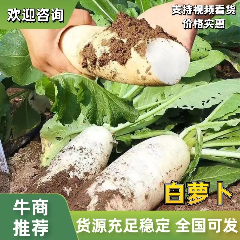 【地头价】河南安阳白萝卜质量保障量大从优欢迎洽谈