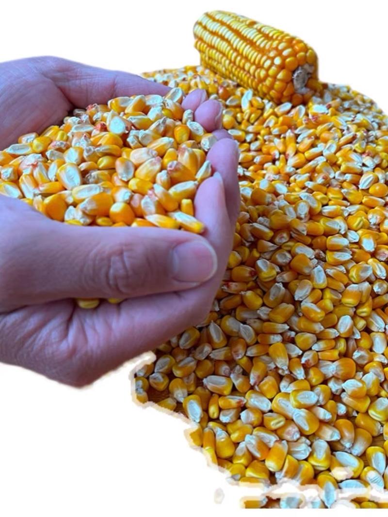 精品玉米大量现货保质保量一手货源欢迎致电咨询