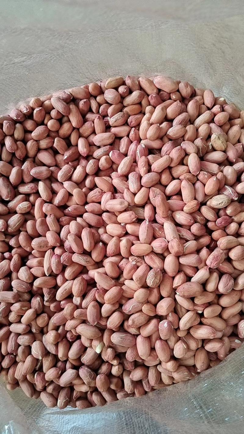 芽菜米，花育25手剥米，9616手剥米
