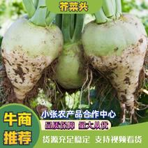 【现挖现卖】山西文水县新鲜芥菜头/芥菜大量上市价格便宜