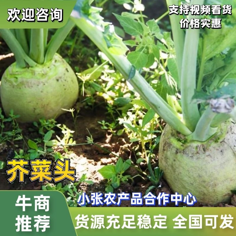 芥菜头芥菜疙瘩日本光头芥菜无烂果无黑心无虫对接批发咸菜厂