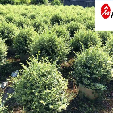 四川苗木基地供应银姬小蜡球银姬小蜡球产地批发价