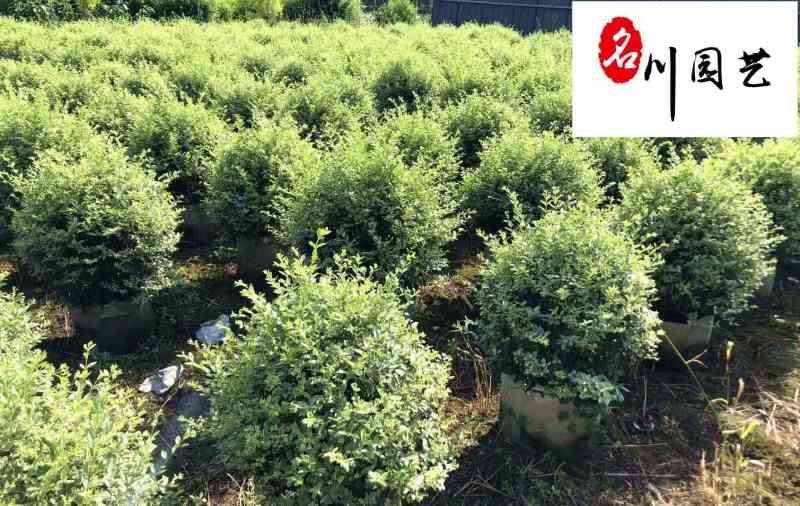 四川苗木基地供应银姬小蜡球银姬小蜡球产地批发价