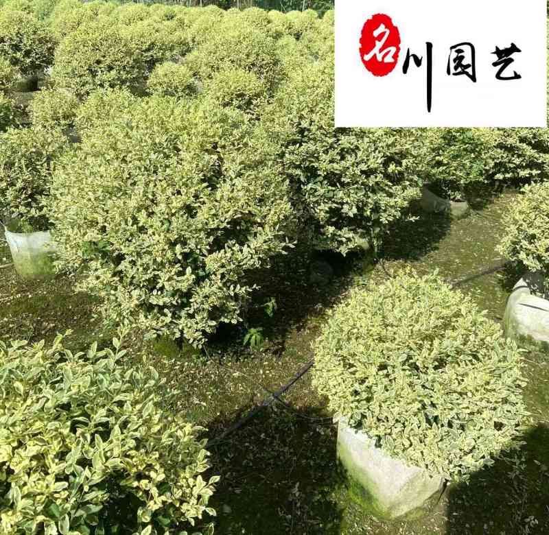 四川苗木基地供应银姬小蜡球银姬小蜡球产地批发价