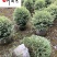 四川苗木基地供应银姬小蜡球银姬小蜡球产地批发价