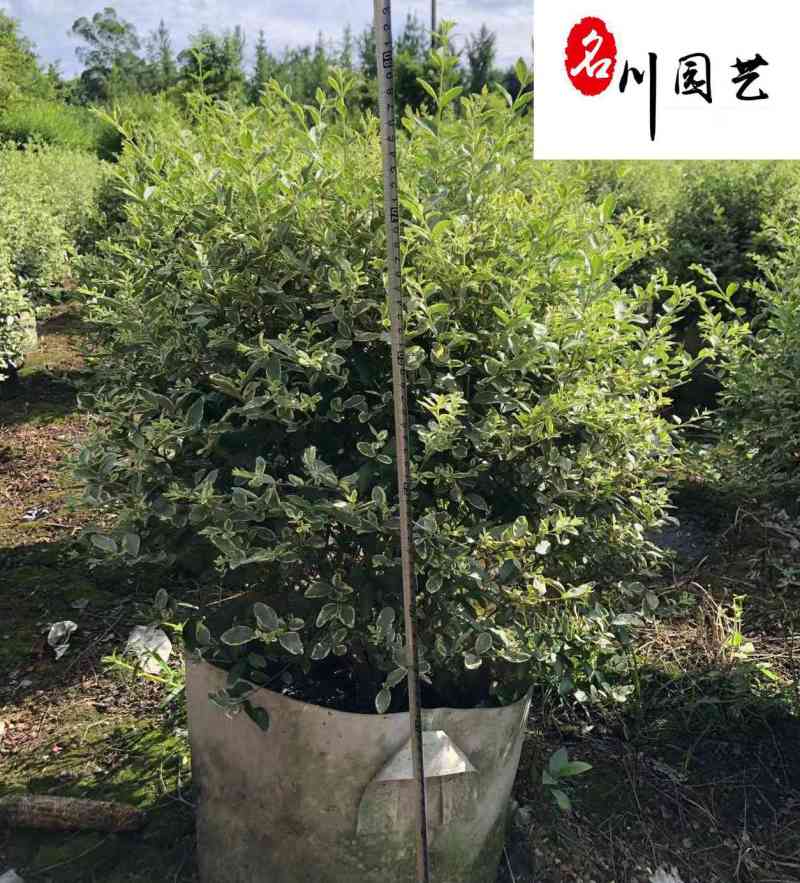 四川苗木基地供应银姬小蜡球银姬小蜡球产地批发价