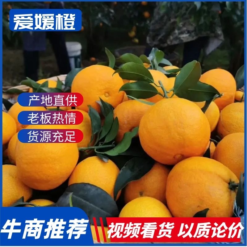 四川爱媛38号果冻橙精品果，电商果产地直供。