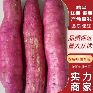 [板栗薯]渭河滩沙地板粟薯真正的干！面！甜！精品货源