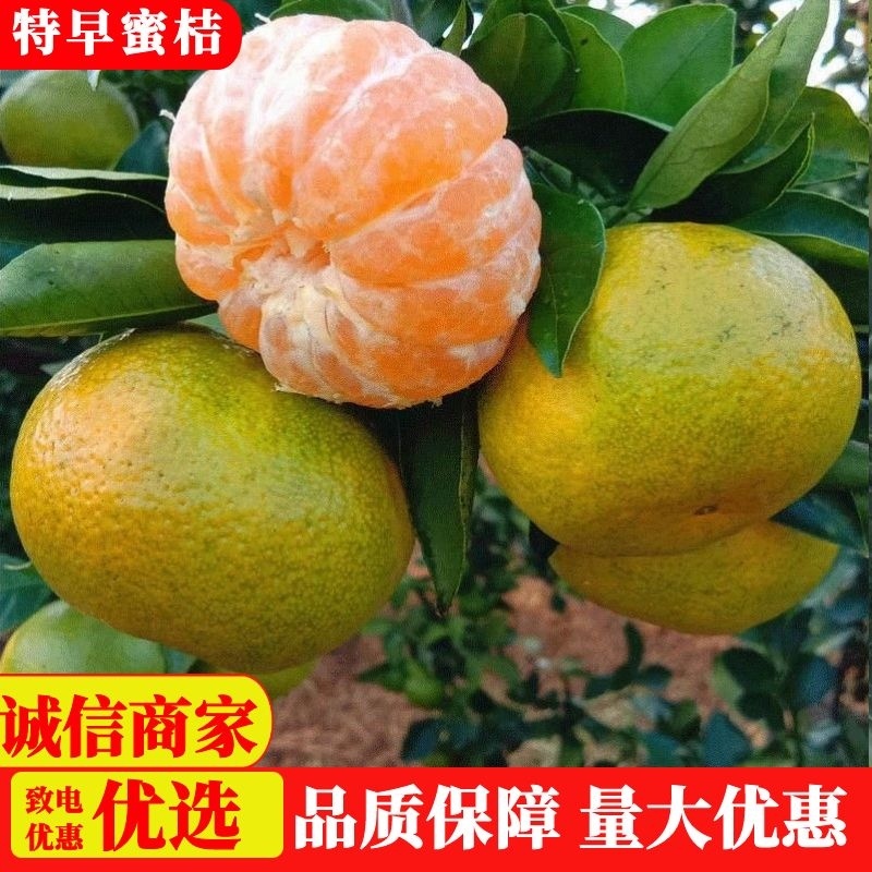 【蜜桔】湖北特早蜜桔现摘现发皮薄多汁对接市场电商