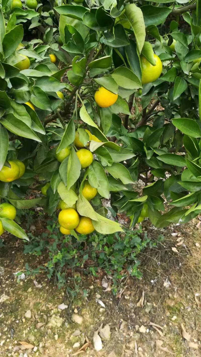 【蜜桔】湖北特早蜜桔现摘现发皮薄多汁对接市场电商