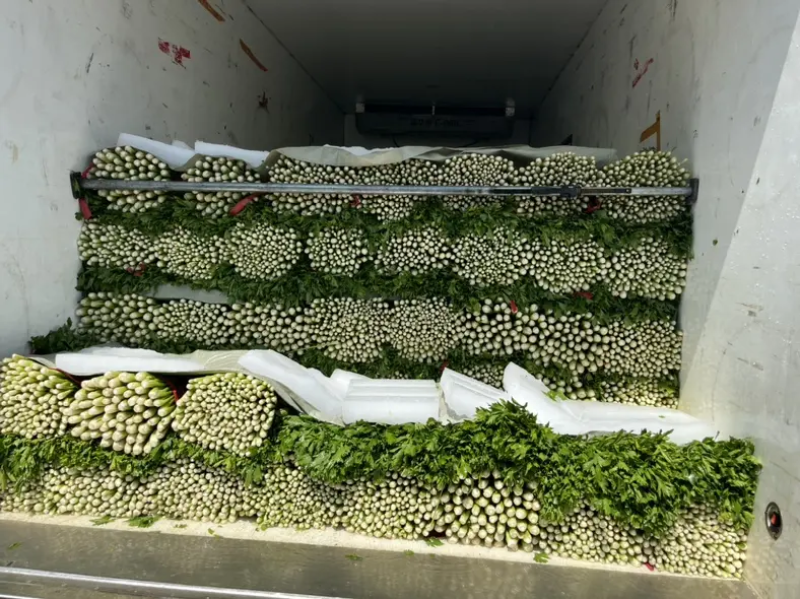 夏邑县大棚西芹，产地商丘夏邑，大量供应精品，质量三包