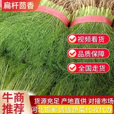 河北精品茴香菜品质保障全国代发视频看货实地考察欢迎电联