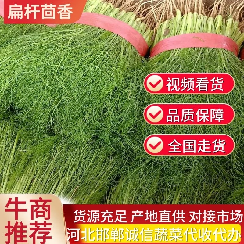 河北精品茴香菜品质保障全国代发视频看货实地考察欢迎电联