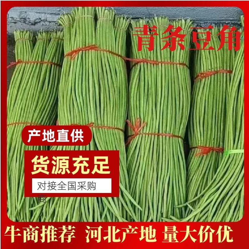 ［荐］河北精品青条豆角大量上市专业代发一手货源价格可来电详谈