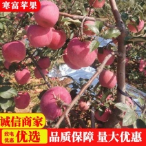 辽宁寒富苹果个头均匀全红口感好表光好绥中产地货源充足