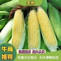 民勤玉米大量有货保质保量一手货源供应全国市场
