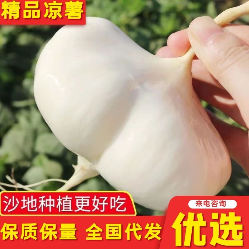 湖北凉薯一件ⅩⅩ对接电商，一手货源千亩基地