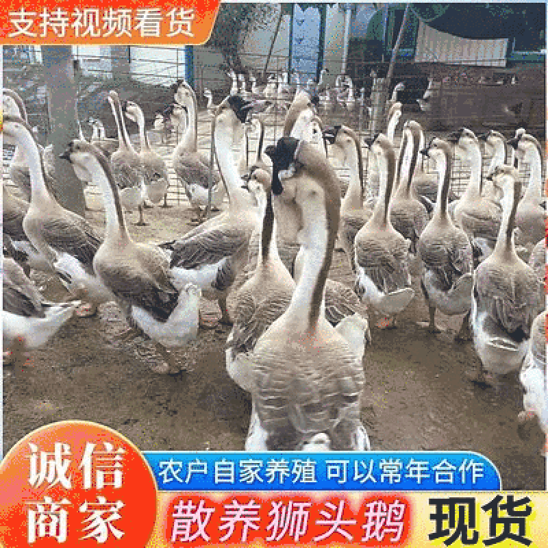 主要对接广东茂名《狮头鹅》散养大鹅农家散养常年供应
