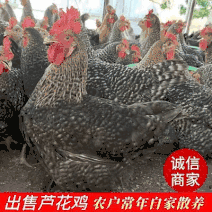 广东茂名《芦花鸡》农家散养可自送也可来拉货可常年合作