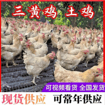 【三黄鸡】农村散养土鸡土阉鸡糠鸡两百天对接广东茂名区