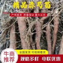 精品赤芍苗基地直发品质保证一手货源量大从优