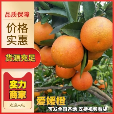 爱媛38果冻橙大量上市、皮薄多汁、一手货源承接各平台