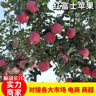 红富士苹果山东苹果脆甜多汁大量供应一手货源对接全国