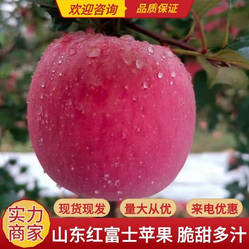 【山东苹果】精品红富士苹果脆甜多汁可视频看货量大从优