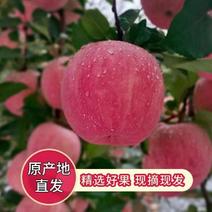 【红富士苹果】膜袋红富士/山东苹果脆甜多汁大量供应