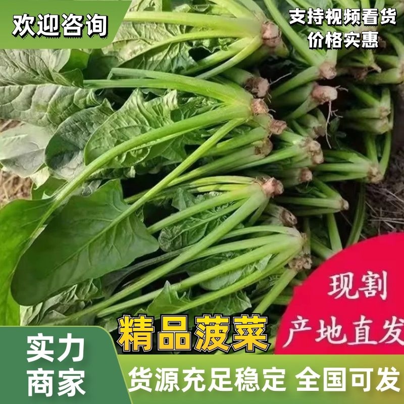 【实力供货】圆叶菠菜大叶菠菜精品菠菜一手货源可对接商超