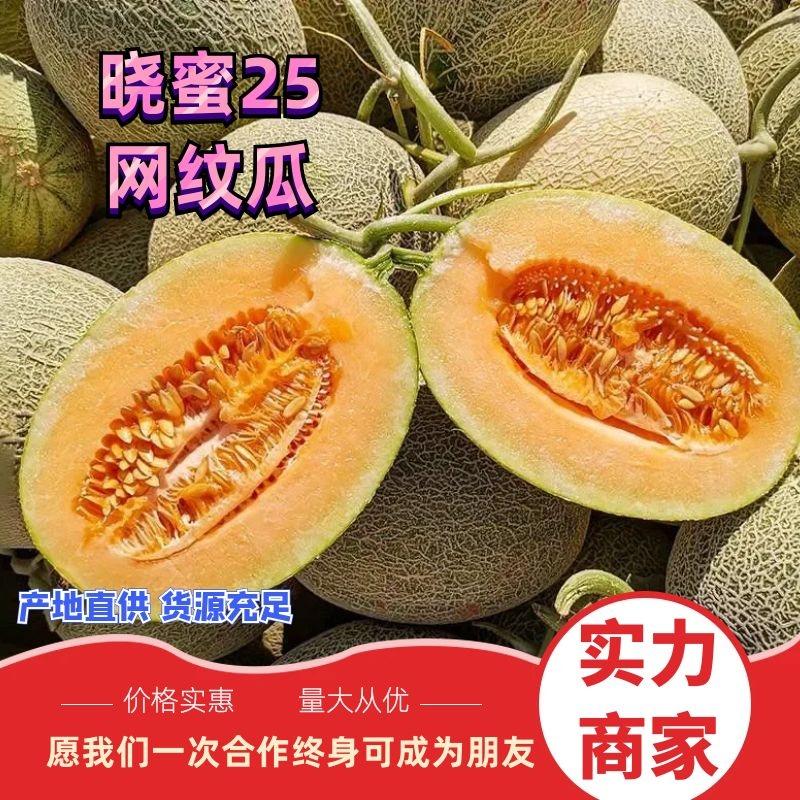 【热卖中】万亩晓蜜25哈密瓜网纹瓜现货直发可接商超市场