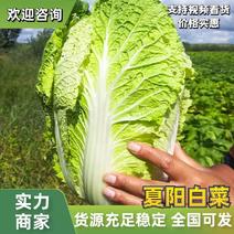 【热卖中】江苏夏阳白菜黄心白菜产地直发保质保量可对接商超